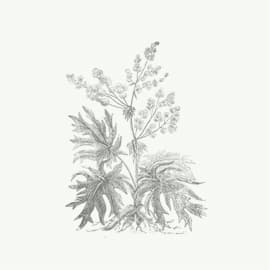 Pheum palmatum